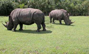 4 Days Assam Meghalaya Tour Packages