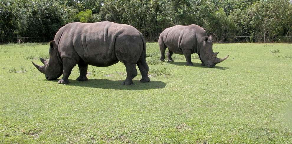 4 Days Assam Meghalaya Tour Packages