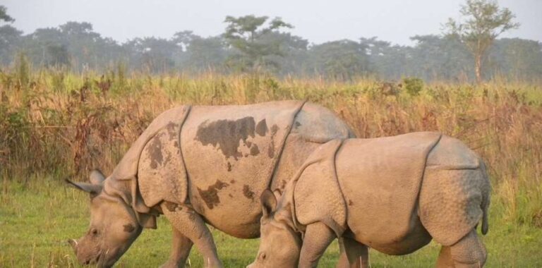 6 Days Assam Meghalaya Tour Package