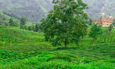 Assam Meghalaya Tour Package from Hyderabad