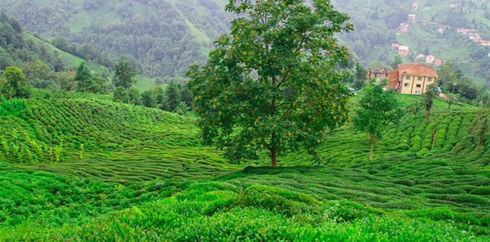 Assam Meghalaya Tour Package from Hyderabad