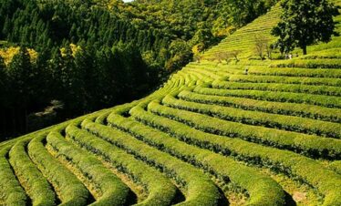 Assam Meghalaya Tour Package from Jaipur