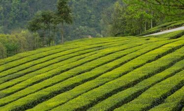 Assam Meghalaya Tour Package from Mumbai