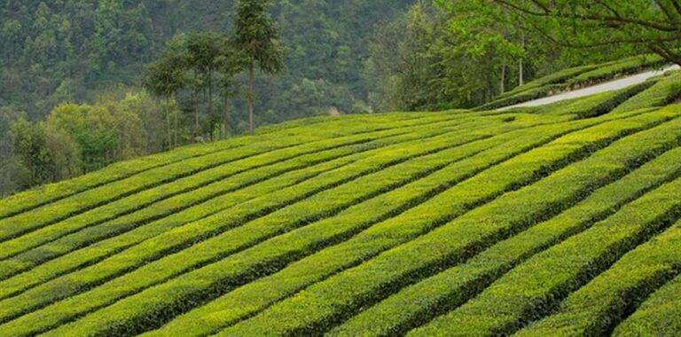 Assam Meghalaya Tour Package from Mumbai