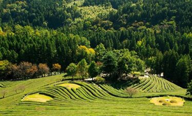 Assam Meghalaya Tour Package from Pune