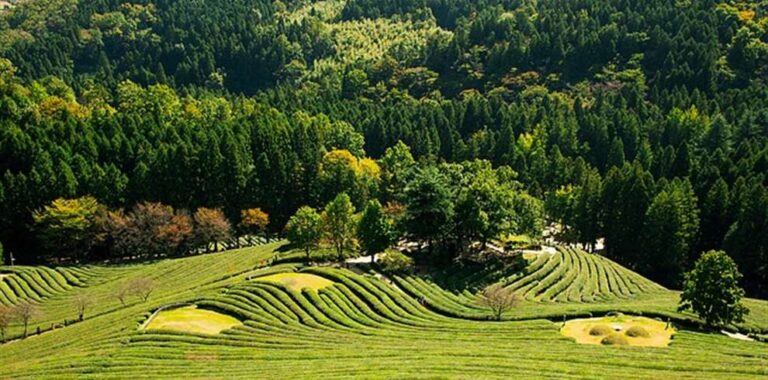 Assam Meghalaya Tour Package from Pune